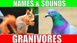 Thumbnail: GRANIVOROUS ANIMALS Names and Sounds | Learn Granivore Animals