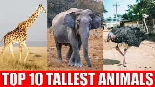 Thumbnail: TOP 10 Tallest Animals in The World | Which is The Tallest Animal in The World?