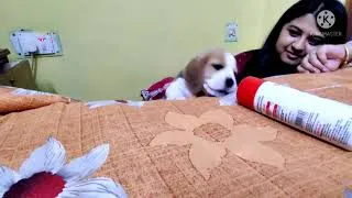 Thumbnail: BEAGLE PUPPY BARKING AND HOWLING FIRST TIME