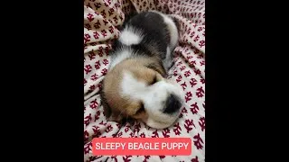 Thumbnail: Sleepy Beagle Puppy don't want to wake up.