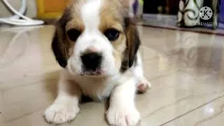 Thumbnail: BEAGLE  PUPPY FIRST DAY HOME..
