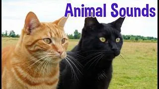 Thumbnail: 80+ Animal Sounds for Kids | Wild, Farm, Pet & Bird Sounds Learning Video #animalsounds