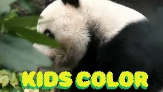Thumbnail: 🐼 Panda Song | Cute Panda Dance Song for Kids | Fun Animal Nursery Rhyme