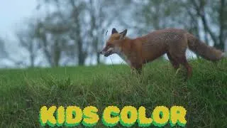 Thumbnail: “What Does the Fox Say? – Original Viral Video (Millions of Views)”