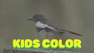 Thumbnail: You Won't Believe the TONE of Magpie-Robin Song in Gogol Sur Environment
