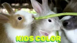 Thumbnail: The Rabbit Song 🐇 | Best Animal Song for Kids & Babies