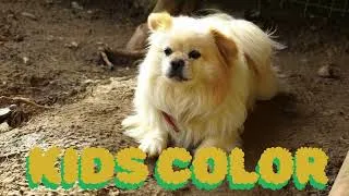 Thumbnail: “Happy Dog Song 🐶🎶 | Fun Puppy Song Everyone Loves”