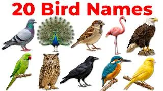 Thumbnail: 20 Bird Names in Hindi and English | पक्षियों के नाम | Learn Birds for Kids Easily