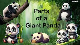 Thumbnail: Parts of a Giant Panda | Body parts of a Panda| Giant Panda| Panda body parts for kids - Kids Entry