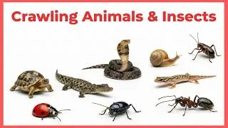 Thumbnail: Crawling and Reptile Animals for Kids | Learn Animal & Insect Names