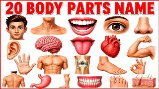 Thumbnail: 20 Body Parts Name English and Hindi with Pictures | 20 शरीर के अंगों के नाम | Educational Video 