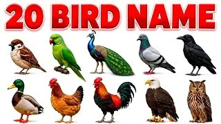 Thumbnail: 20 Bird Names in English and Hindi 🐦 | Learn Birds Names for Kids | Kids Learning Video