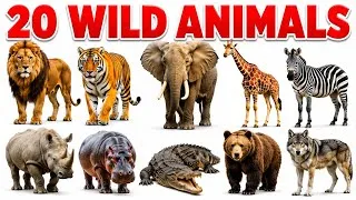 Thumbnail: 20 Wild Animals Names in English and Hindi 🦁 | Learn Wild Animals for Kids | Educational Video