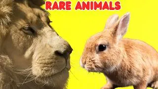 Thumbnail: Learn Rare Animals Name for Kids 🐾 | Amazing & Unusual Animals Around the World 🌍