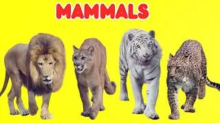 Thumbnail: Learn Amazing Mammals for Kids 🐘 | Learn Mammal Animals Names & Sounds | Fun Educational Video