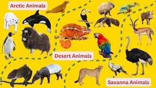 Thumbnail: Meet the Coolest Arctic Animals Ever! ❄️ Polar Bear, Seal & More