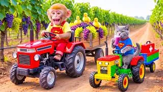 Thumbnail: Monkey Farmer Drives Tractor to Harvest Grapes with Tiny JCB Cat & Rescues Ducklings!