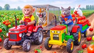 Thumbnail: Monkey Farmer Drives Tractor to Harvest Tomatoes with Tiny JCB Cat & Rescues Bunny from Fierce Tiger