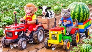 Thumbnail: Monkey Farmer Drives Tractor to Harvest Watermelons with Tiny JCB Cat & Rescues a Cow from Deep Mud!