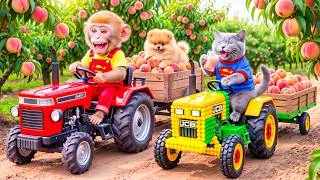 Thumbnail: Monkey Farmer Drives Tractor to Harvest Peaches with Tiny JCB Cat & Rescues a Lost Puppy!
