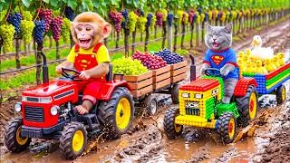 Thumbnail: Monkey Farmer Drives Tractor to Harvest Grapes with Tiny JCB Cat & Rescues Ducklings from a Deep Pit