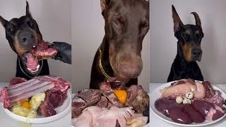 Thumbnail: 1 hour of those dobermans doing a mukbang 🥩🍽️