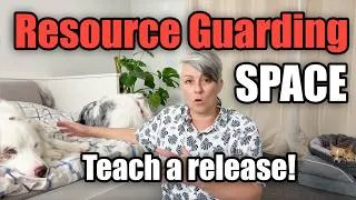 Thumbnail: Resource guarding a bed? Train a release cue!