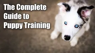 Thumbnail: The Complete Guide to Puppy Training - An online puppy training course