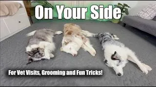 Thumbnail: On your side - Great for grooming, vet visits and dog trick training