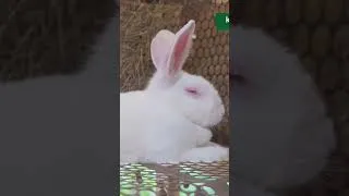 Thumbnail: WHY ARE RABBITS SENSITIVE TO DIRT?  #iywf2026 #rabbit #rabbitfarming #rabbitlife