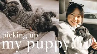 Thumbnail: PICKING UP MY MINIATURE SCHNAUZER PUPPY! First Day Home + Play Time