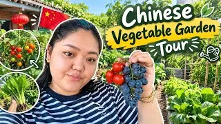 Thumbnail: Meri nano ka organic garden 🪴 | Village life in China 🇨🇳 | Desi Korean 