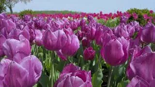 Thumbnail: A Historic Maryland Garden