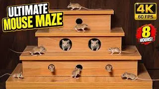 Thumbnail: Cat TV Mouse | Ultimate Real Mouse Hunt | Videos for Cats | 8 Hours | 4K 60FPS