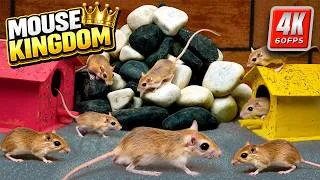 Thumbnail: CAT TV MOUSE 🐭 | Ultimate Mouse Kingdom Adventure for Cats to Watch | 4K 60FPS