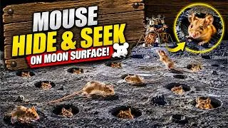Thumbnail: Cat TV: Mouse Hide & Seek on the Moon! 🐭🌕 | 8 Hours of Mice Running & Burrowing | 4K 60FPS