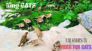 Thumbnail: Cat games! Video for cats! It is wonderful to be close to these birds. CAT TV