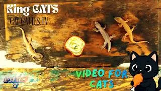 Thumbnail: Cat games! Video for cats! House Lizards PART 7-House lizards on screen for the cat to watch. CAT TV