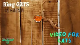 Thumbnail: Cat games! Video for cats! House Lizards PART 5 - Hiding on the wooden wall. CAT TV!