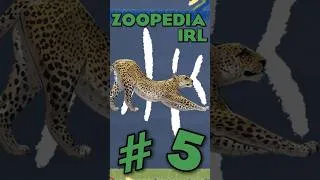Thumbnail: Finding EVERY Animal in Planet Zoo 2 IRL | Ep.5 #planetzoo2 #zoo #keystonespecies #conservation