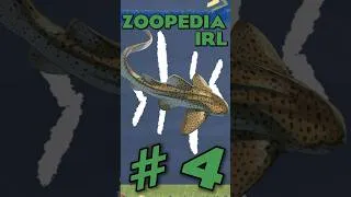 Thumbnail: Finding EVERY Animal in Planet Zoo 2 IRL | Ep.4 #planetzoo2 #zoo #keystonespecies #conservation