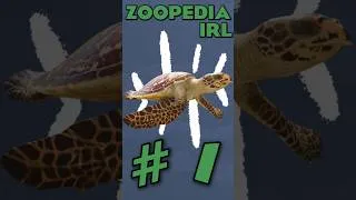 Thumbnail: Finding EVERY Animal in Planet Zoo 2 IRL | Ep.1 #planetzoo2 #zoo #keystonespecies #conservation