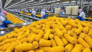 Thumbnail: Top 12 Korean Food Factories Churning Out Food Crazy Fast