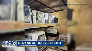 Thumbnail: 42 dogs rescued from breeding trailer in Marysville