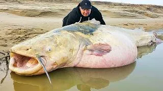 Thumbnail: Giant Catfish Have Killed People for Centuries and the Stories Are Terrifying