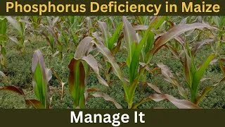Thumbnail: Management of Phosphorus Deficiency in Maize.