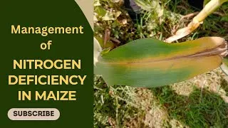 Thumbnail: Management of Nitrogen Deficiency in Maize