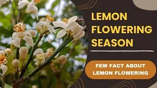 Thumbnail: LEMON FLOWERING SEASON AND FEW FACTS.