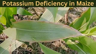 Thumbnail: Management of Potassium Deficiency in maize
