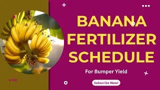 Thumbnail: Banana Fertilizer Schedule
